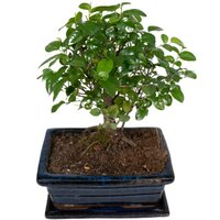 BONSAI IN S-SHAPE (PAUPER'S-TEA)
