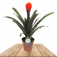 BROMELIA GUZMANIA TALA