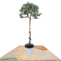 EUCALIPTO COPA 80CM ARBUSTO (EUCALYPTUS)