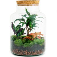 TERRARIO ORIOL CON PALMA DRACAENA BONSAI Y FITTONIAS