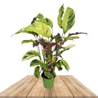 CALATHEA YELLOW FUSION 30CM (PLANTA DE PAVO REAL)