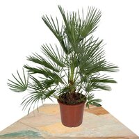 MEDITERRANEAN FAN PALM 100CM (CHAMAEROPS HUMILIS)