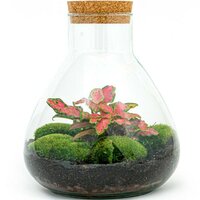 TERRARIO PAQUITO CON AGLAONEMA Y FITTONIA ROJA