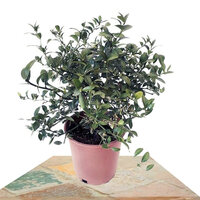 CAVIAR CÍTRICO ROSA 30CM (MICROCITRUS AUSTRALASICA)