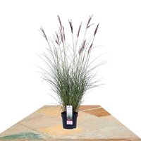 MISCANTHUS SINENSIS 'FERNER OSTEN' ↨50CM