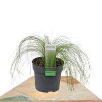 STIPA TENUISSIMA 'PONYTAILS' ↨30CM (NASELLA)