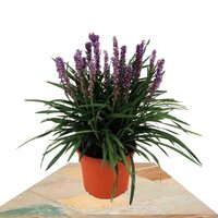 BLUE LIRIOPE MUSCARI 30CM (BLUE LILY TURF)