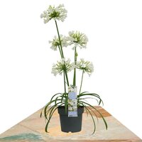 AGAPANTHUS BLANCO 40CM (AGAPANTO)