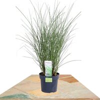 MISCANTHUS SINENSIS 'GRACILLIMUS' ↨50CM