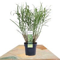 MISCANTHUS SINENSIS 'STRICTUS' ↨50CM