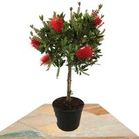 CALLISTEMON LAEVIS 100CM (RED BOTTLEBRUSH)