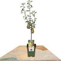 PERAL 'BONNE LOUISE D'AVRANCHES' 120CM (PYRUS COMMUNIS)