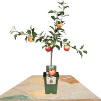MANZANO 'GALA' 100CM (MALUS DOMESTICA)