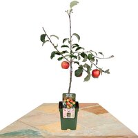 MANZANO 'JONAGOLD' 100CM (MALUS DOMESTICA)