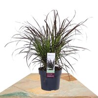 PENNISETUM X ADVENA 'SUMMER SAMBA' ↨50CM