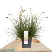 PENNISETUM ALOPECUROIDES 'HAMELN' ↨40CM