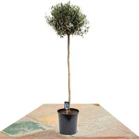 OLIVO COPA XL 170CM (OLEA EUROPAEA)