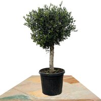 OLIVO TRONCO RECTO PIEL JOVEN 180CM (OLEA EUROPEA LORC)
