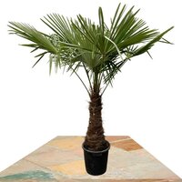 TRACHYCARPUS FORTUNEI PALM TREE 210CM