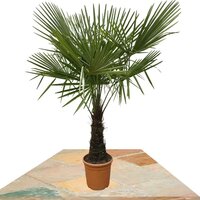 PALMERA TRACHYCARPUS FORTUNEI 180CM