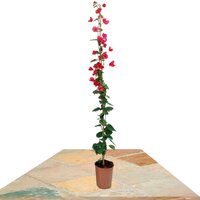 BUGANVILLA ROJA TUTOR 100CM (BOUGAINVILLEA)