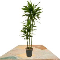 DRACAENA JANET LIND 160CM (CORN PLANT)