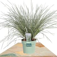 LOMANDRA LONGIFOLIA 'WHITE SANDS' ↨40CM