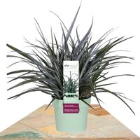 ASTELIA X NERVOSA 'RED SHADOW' ↨40CM