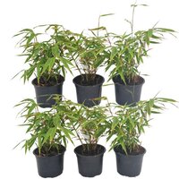 6 PLANTAS BAMBÚ (FARGESIA)