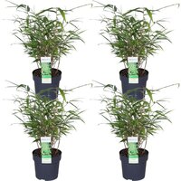 4 BAMBOO PLANTS (FARGESIA)