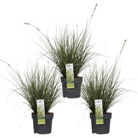 TRIO CAREX BRUNNEA VARIEGATA ↨30CM