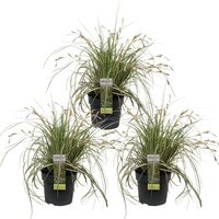 TRIO CAREX HACHIJOENSIS 'EVERGOLD' ↨30CM