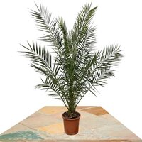 PALMERA CANARIA 180CM (PHOENIX CANARIENSIS)