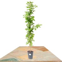 BIGNONIA RICASOLIANA 100CM (CAPE HONEYSUCKLE)