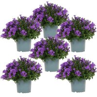 PACK DE 6 CAMPANILLAS MORADAS (CAMPANULA ADDENDA)