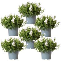 PACK DE 6 CAMPANILLAS BLANCAS (CAMPANULA ADDENDA)