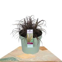 UNCINIA RUBRA 'EVERFLAME' ↨40CM