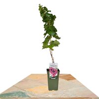 PARRA UVAS AZULES 60CM (VITIS PIXIE CABARNET FRANC)