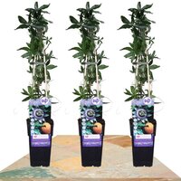 PACK DE 3 PASSIFLORA CAERULEA 60CM (FLOR DE PASIÓN)