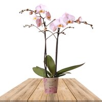 PINK ORCHID 50 CM (PHALAENOPSIS)
