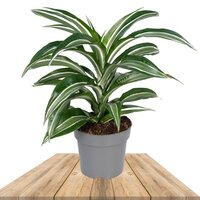 DRACAENA FRAGANS GREEN AND WHITE STRIPE 50CM (CORN PLANT)