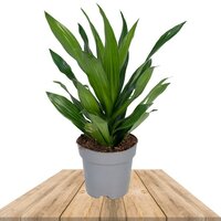 DRACAENA FRAGANS GREEN 50CM (CORN PLANT)