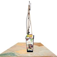 KIWI 55CM (ACTINIDIA AUTOFERTIL)