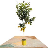 ÁRBOL LIMONERO 150CM (CITRUS LIMON)