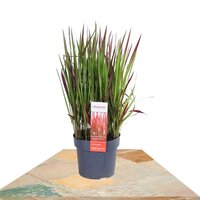 IMPERATA CYLINDRICA 'RED BARON' ↨40CM