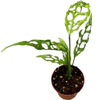 MONSTERA OBLIQUA PERU 20CM