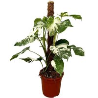 MONSTERA DELICIOSA VARIEGATA MOSS POLE 80CM