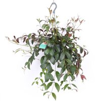  ESQUENANTO MARMORATUS PLANTA COLGANTE (PLANTA PINTALABIOS)