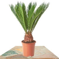PALMERA CYCA 35CM (CYCAS REVOLUTA)