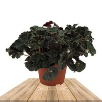 BEGONIA DARK JUNGLE OF 25CM (BEGONIA LEAF ERYTHROPHYLLA)